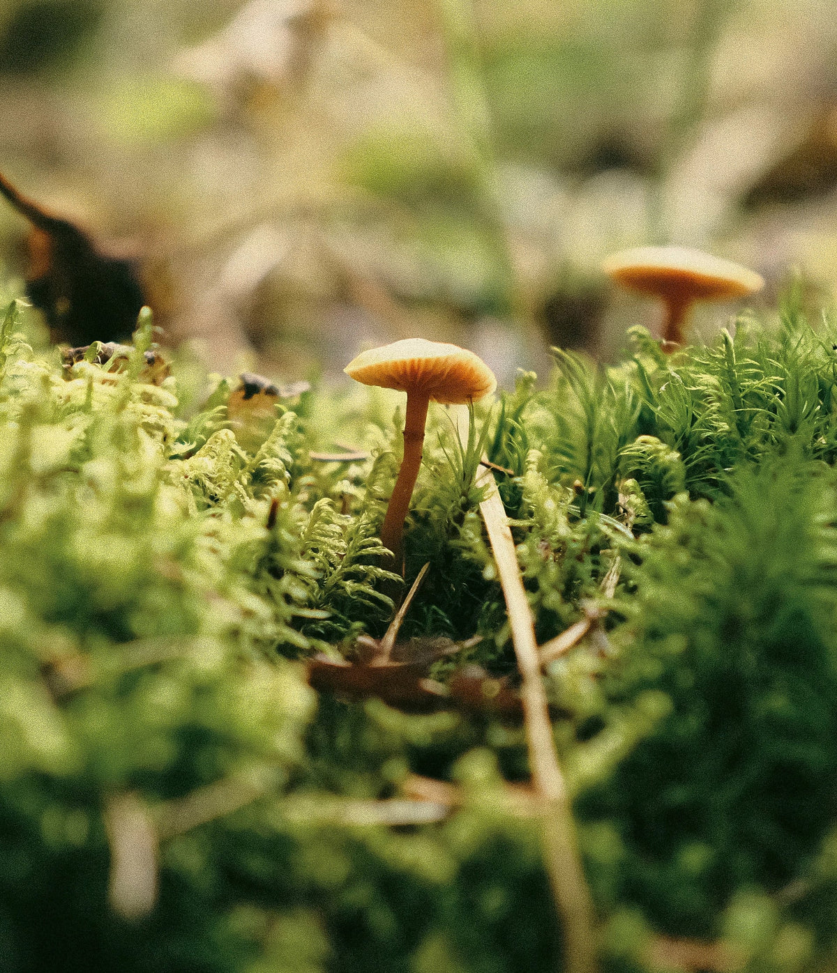 Earthy